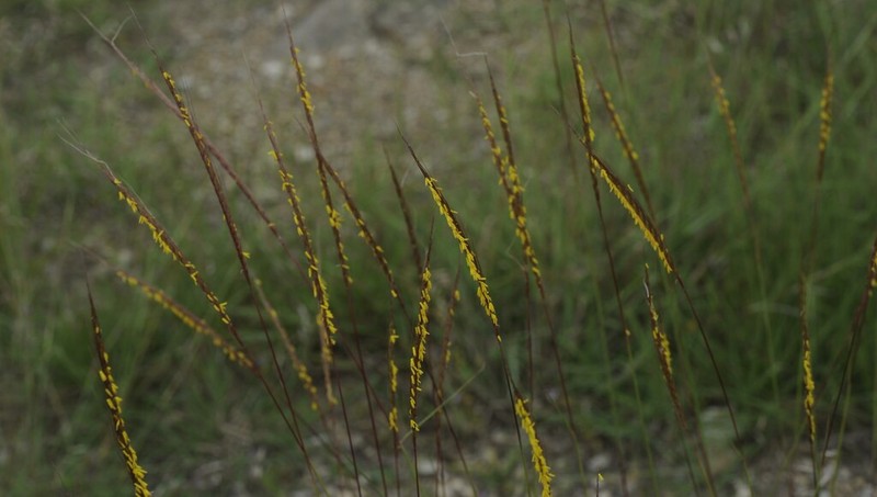 Spiked Crinkleawn photo 7