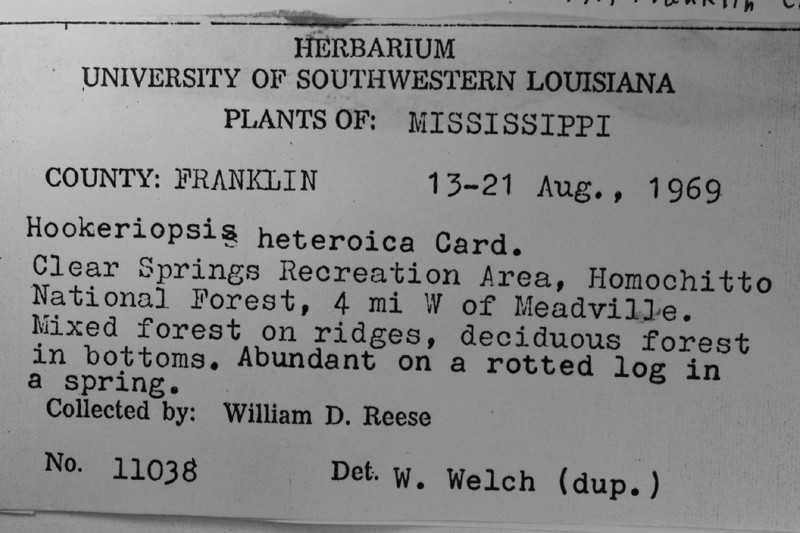 Trachyxiphium Moss
