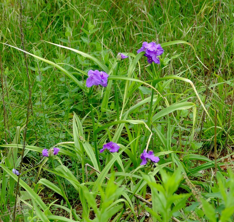 Spiderwort