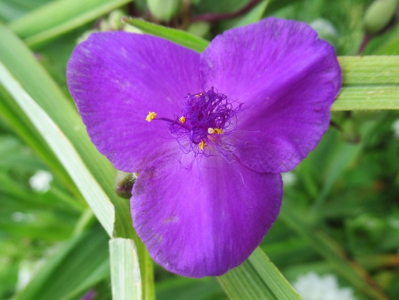 Spiderwort photo 2