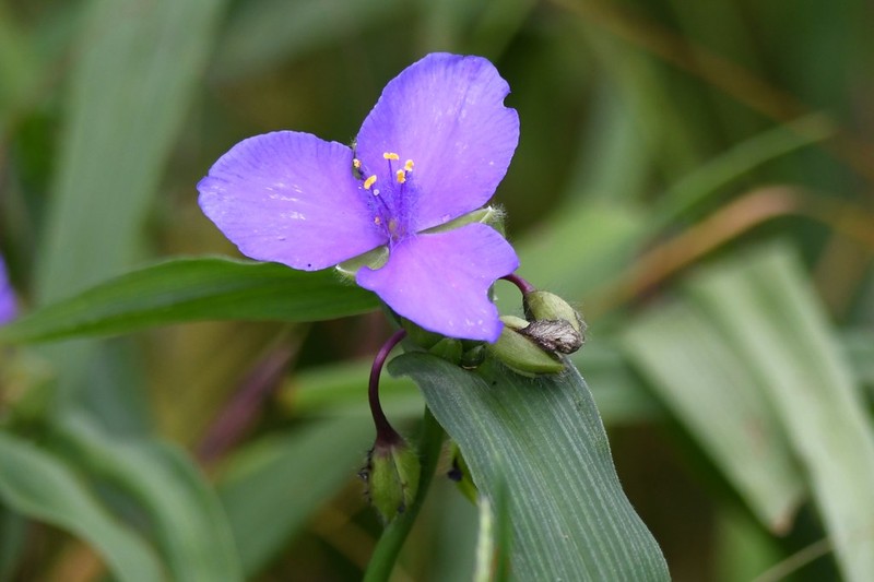 Spiderwort photo 3