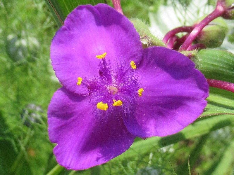 Spiderwort photo 4