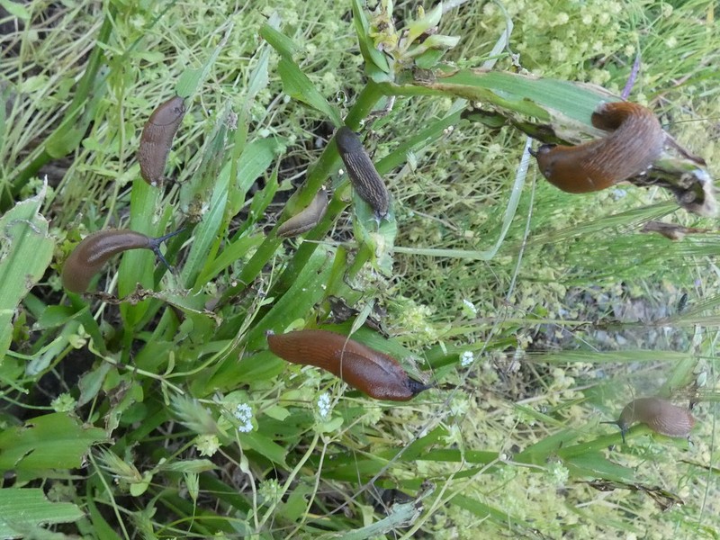 Spiderwort photo 5