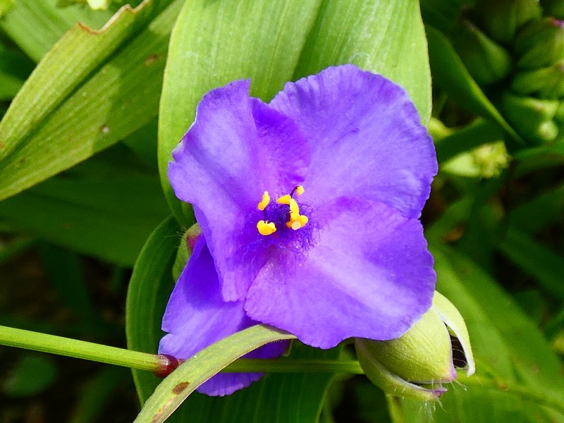 Spiderwort photo 6