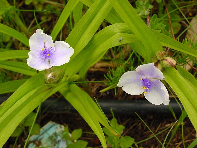 Spiderwort photo 3