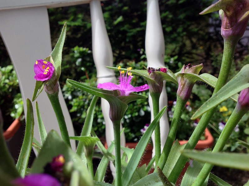 Spiderwort photo 2
