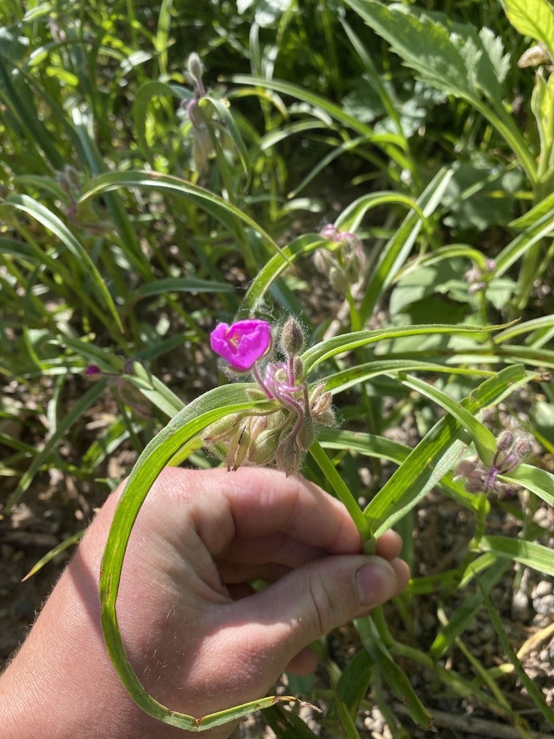 Longbract Spiderwort