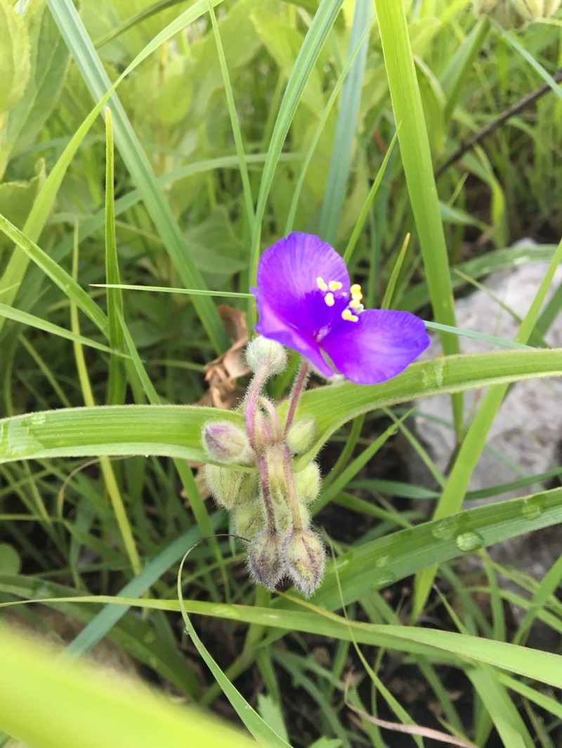 Longbract Spiderwort photo 2