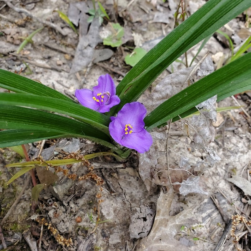 Longbract Spiderwort photo 3