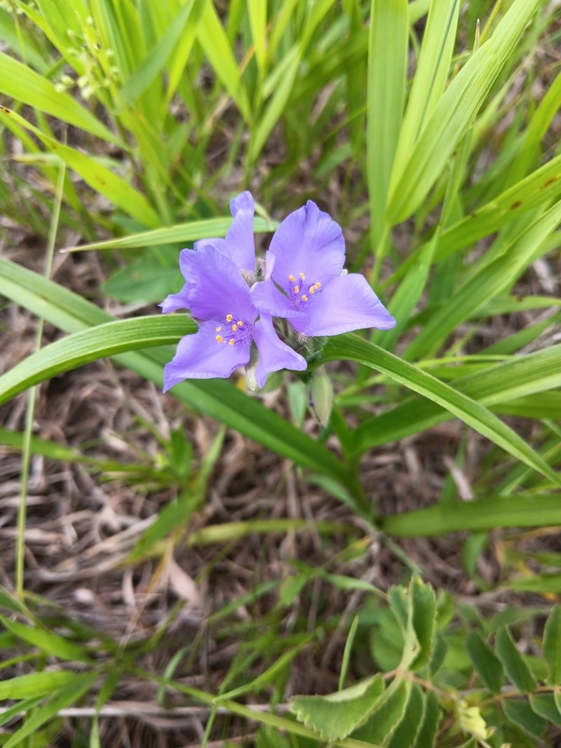 Longbract Spiderwort photo 4