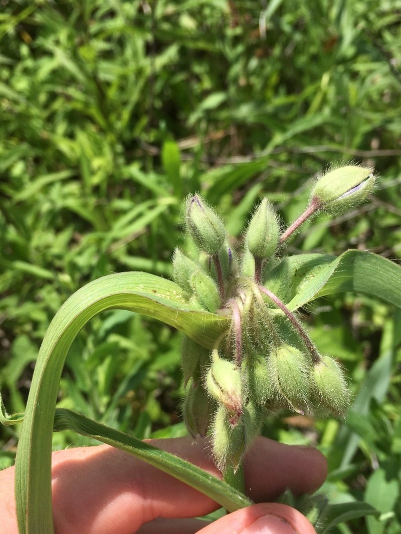 Longbract Spiderwort photo 5