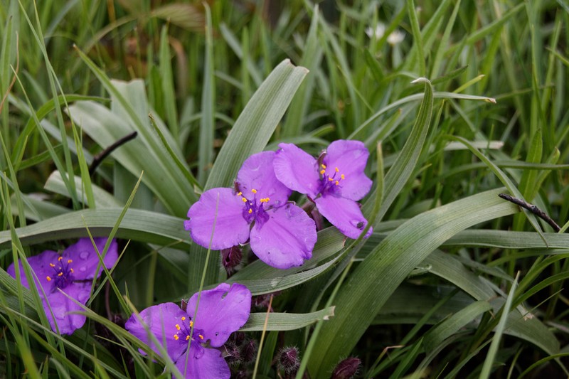 Longbract Spiderwort photo 6
