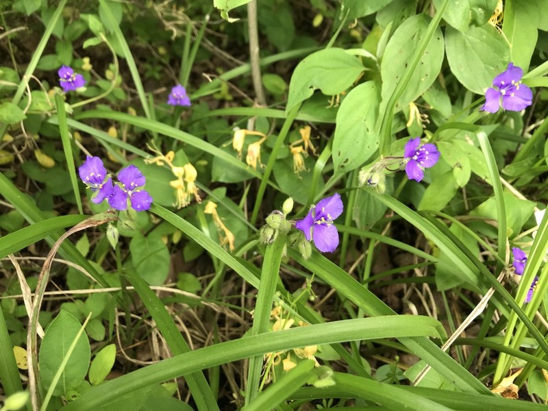 Longbract Spiderwort photo 7