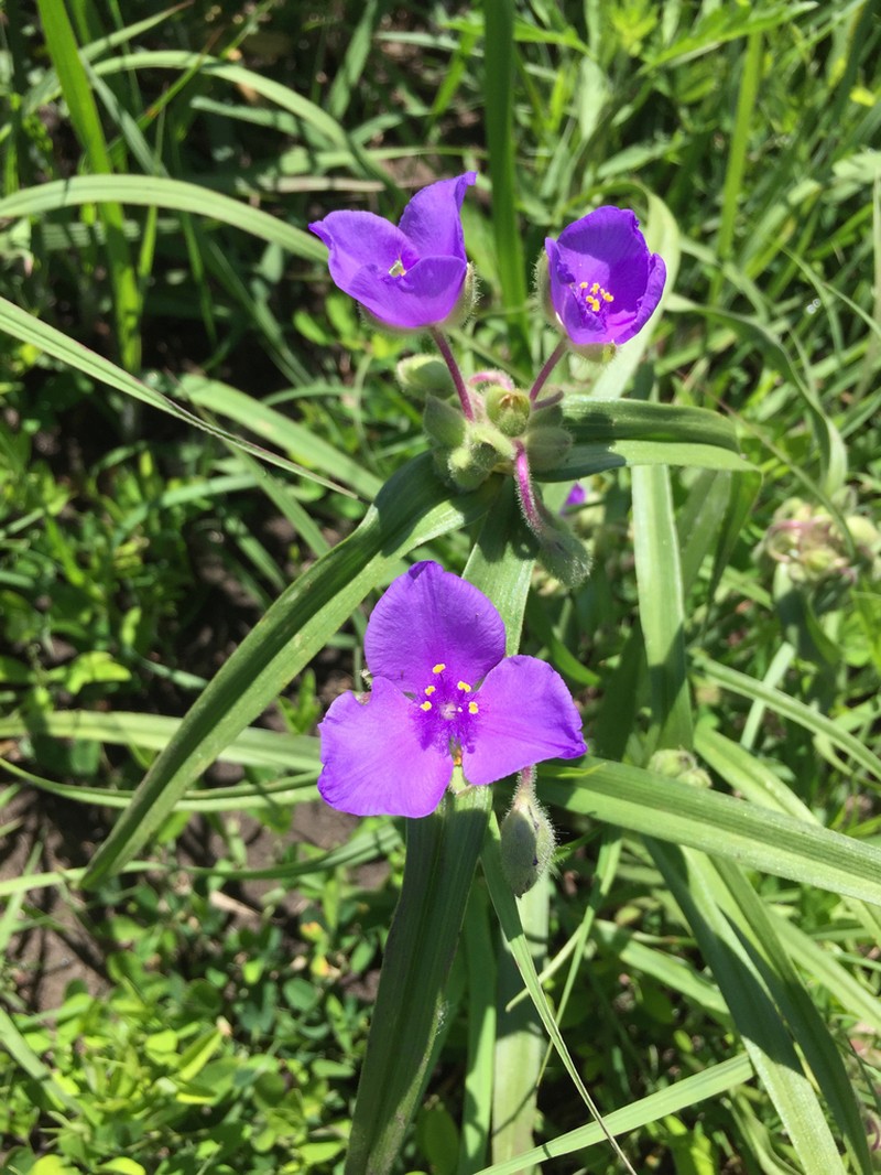 Longbract Spiderwort photo 8