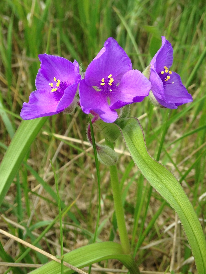 Longbract Spiderwort