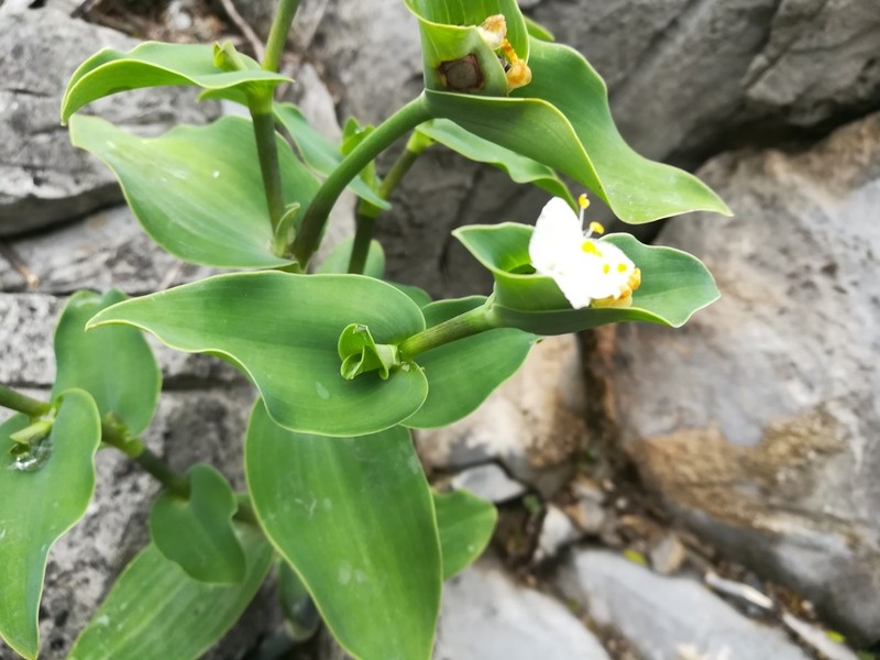 Trans-Pecos Spiderwort
