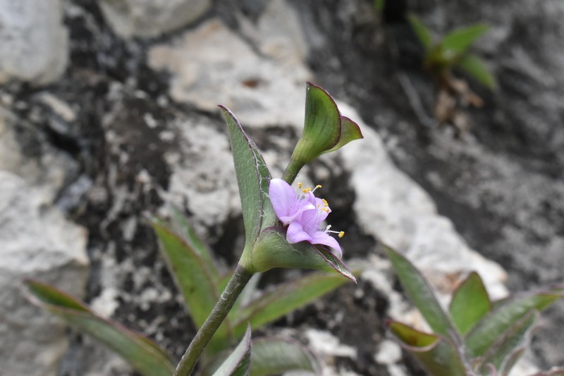 Trans-Pecos Spiderwort photo 2