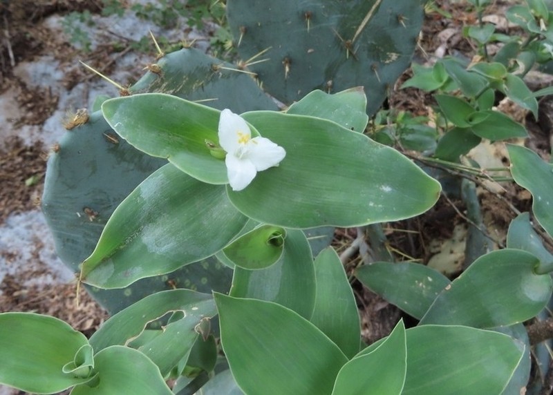 Trans-Pecos Spiderwort photo 3