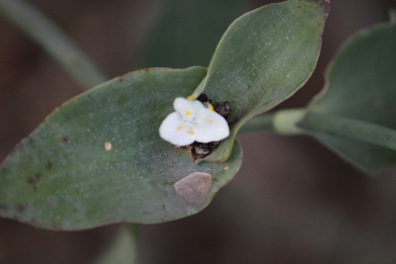 Trans-Pecos Spiderwort photo 4