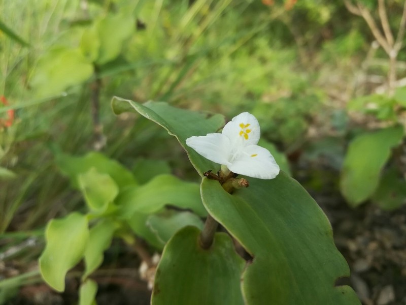 Trans-Pecos Spiderwort photo 5