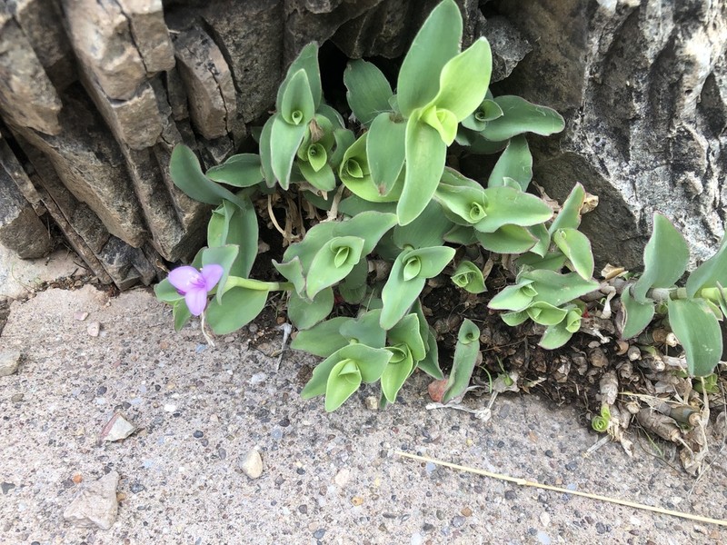 Trans-Pecos Spiderwort photo 6