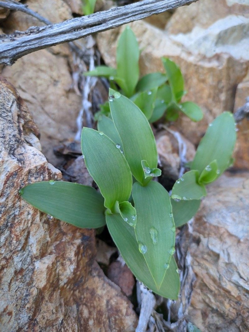 Trans-Pecos Spiderwort photo 7