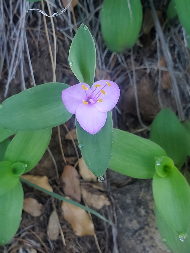 Trans-Pecos Spiderwort photo 8