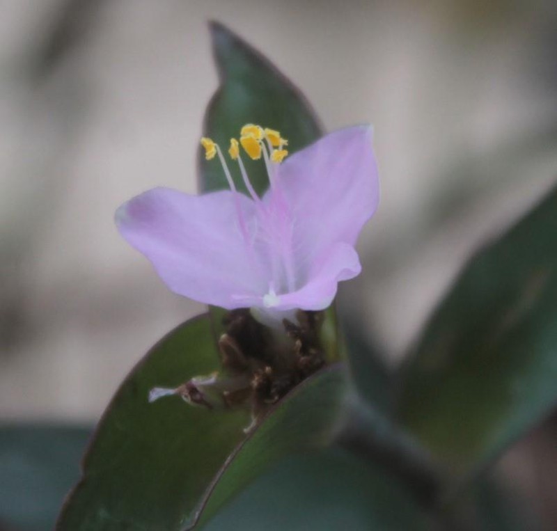 Buckley's Spiderwort