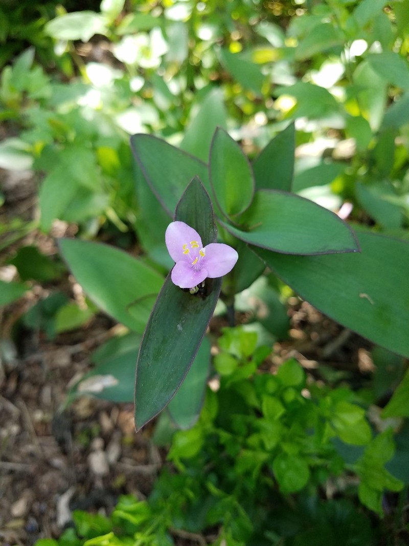 Buckley's Spiderwort photo 2
