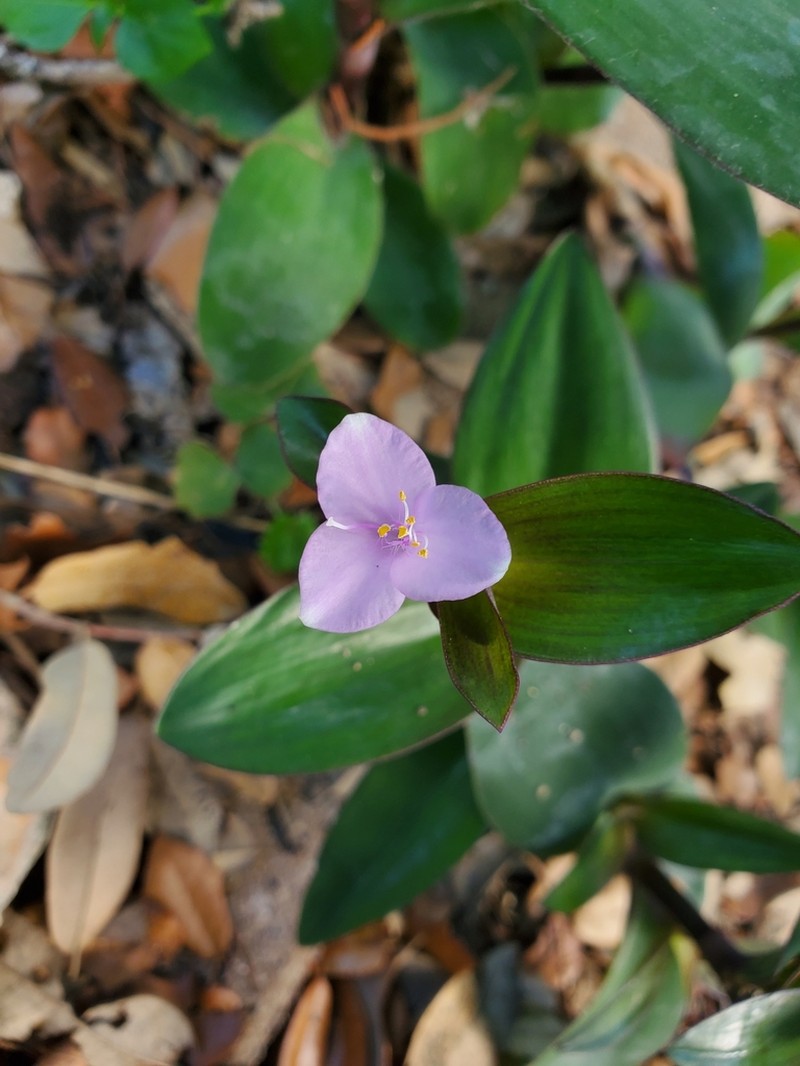 Buckley's Spiderwort photo 3