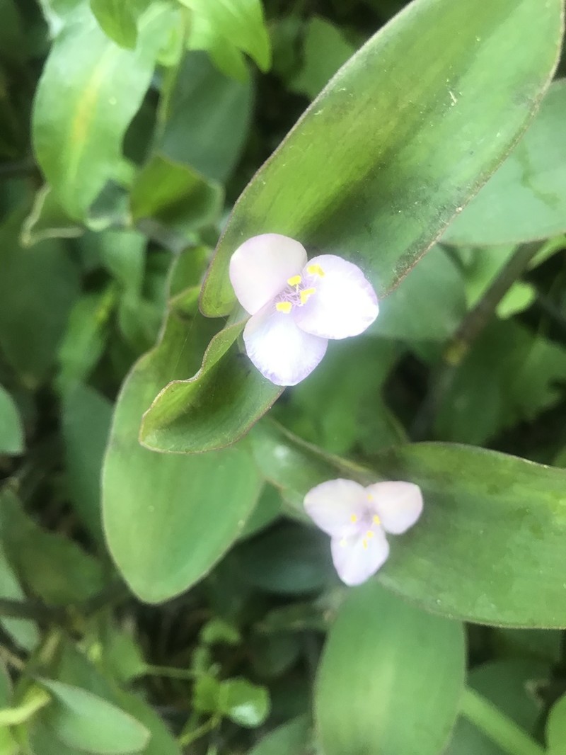 Buckley's Spiderwort photo 4
