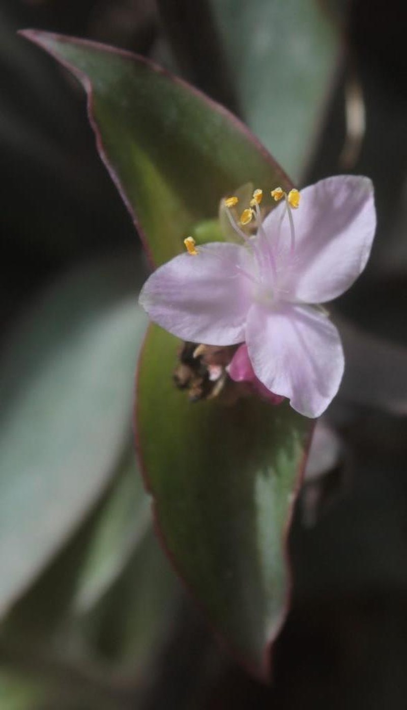 Buckley's Spiderwort photo 5