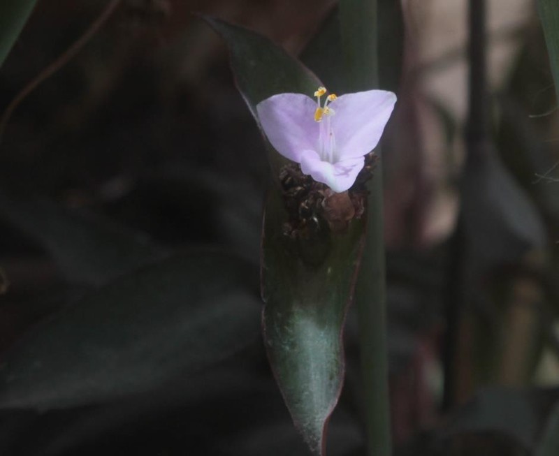 Buckley's Spiderwort photo 6