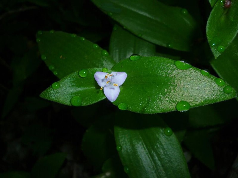 Buckley's Spiderwort photo 7