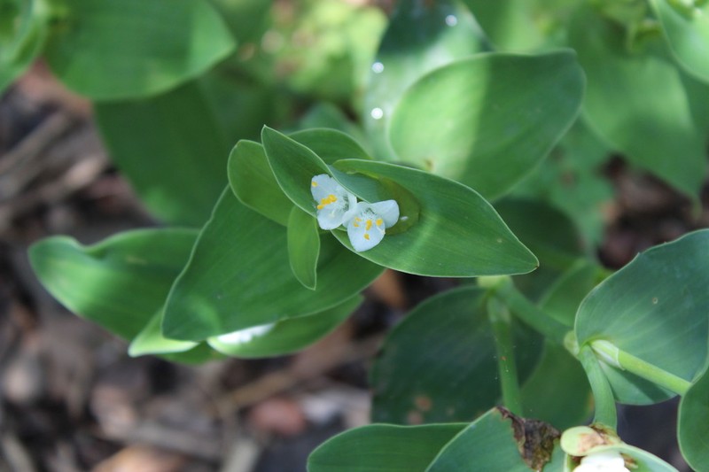 Buckley's Spiderwort photo 8