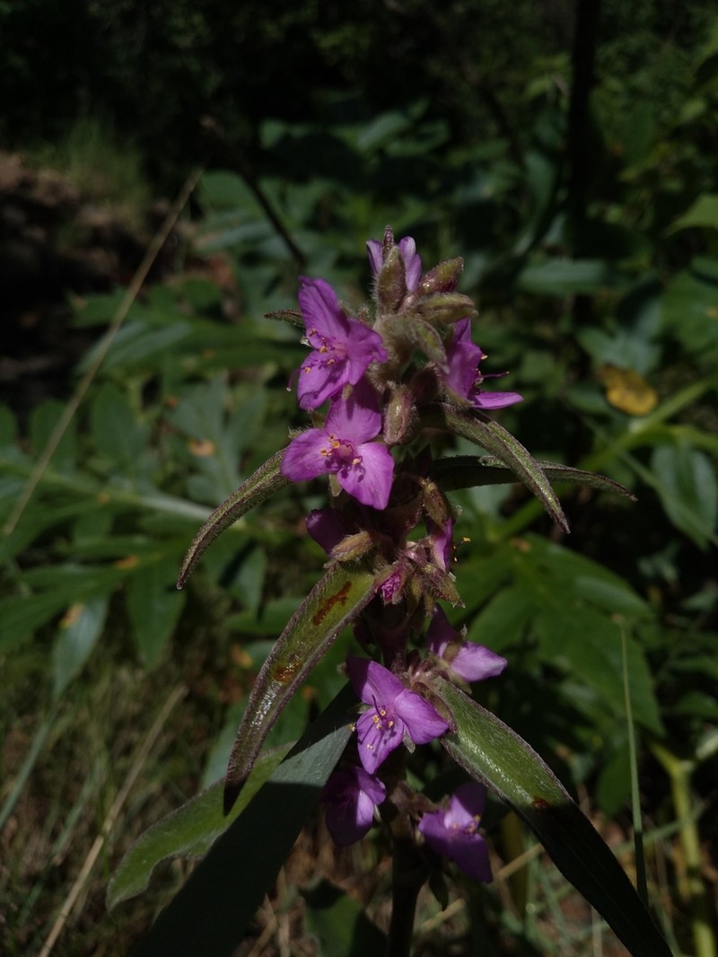 Leatherleaf Spiderwort