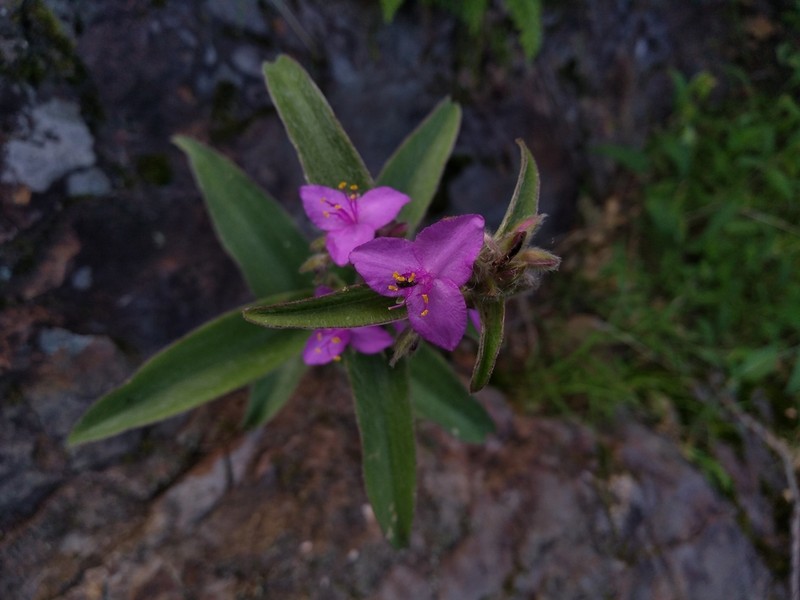 Leatherleaf Spiderwort photo 2