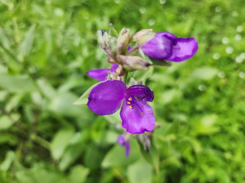 Leatherleaf Spiderwort photo 3
