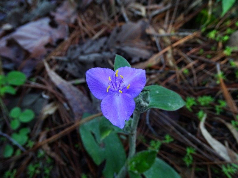 Leatherleaf Spiderwort photo 4