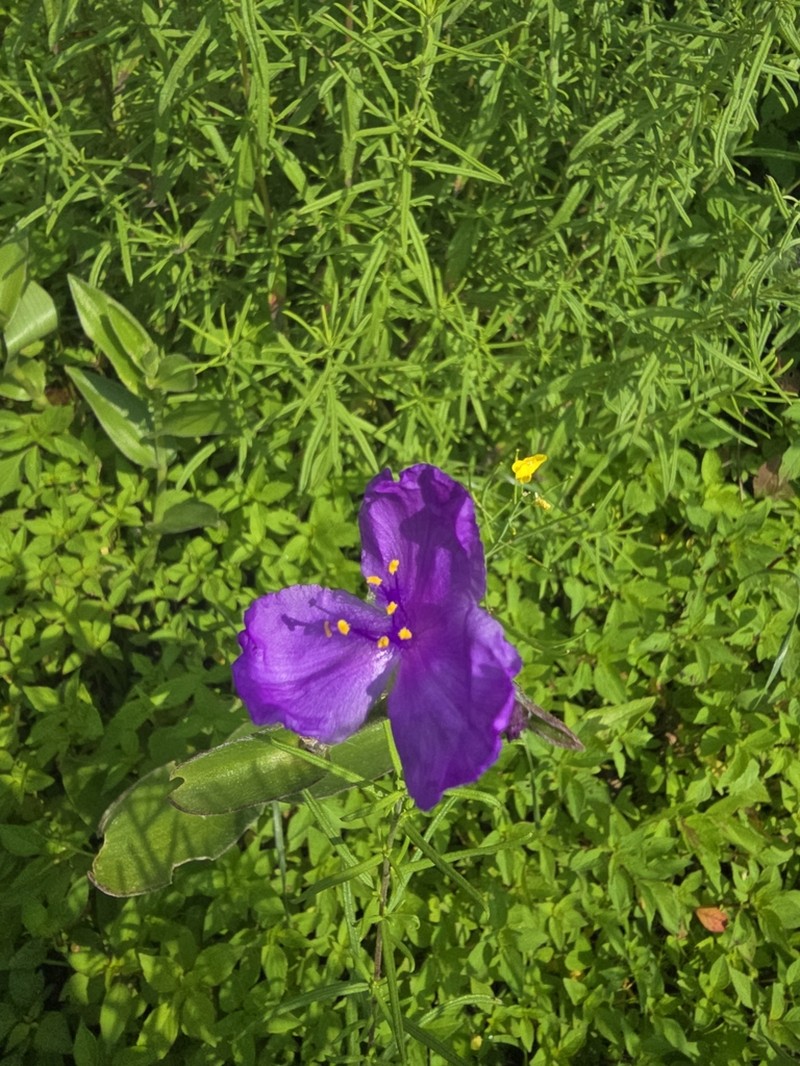 Leatherleaf Spiderwort photo 5