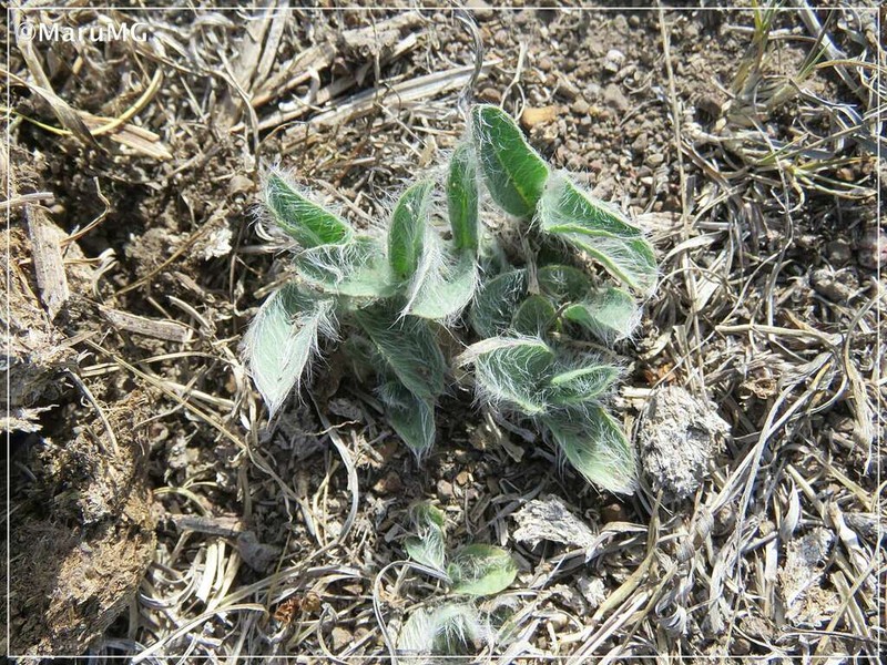 Leatherleaf Spiderwort photo 6