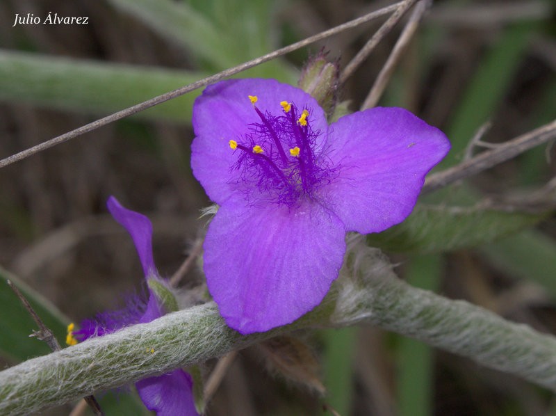 Leatherleaf Spiderwort photo 7