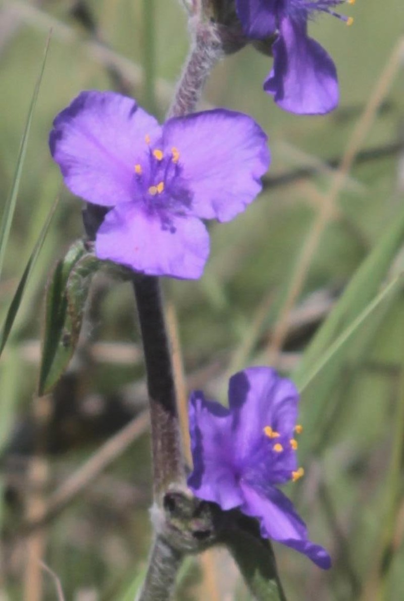 Leatherleaf Spiderwort photo 8