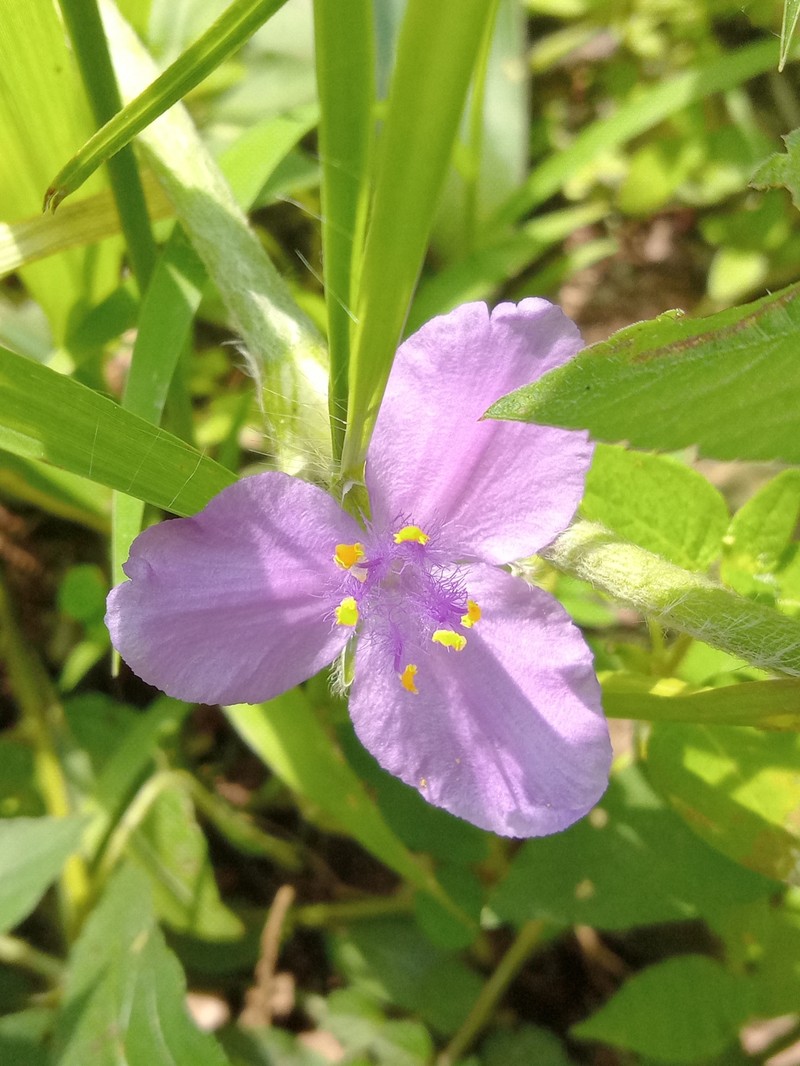 Tradescantia crassifolia var. crassifolia