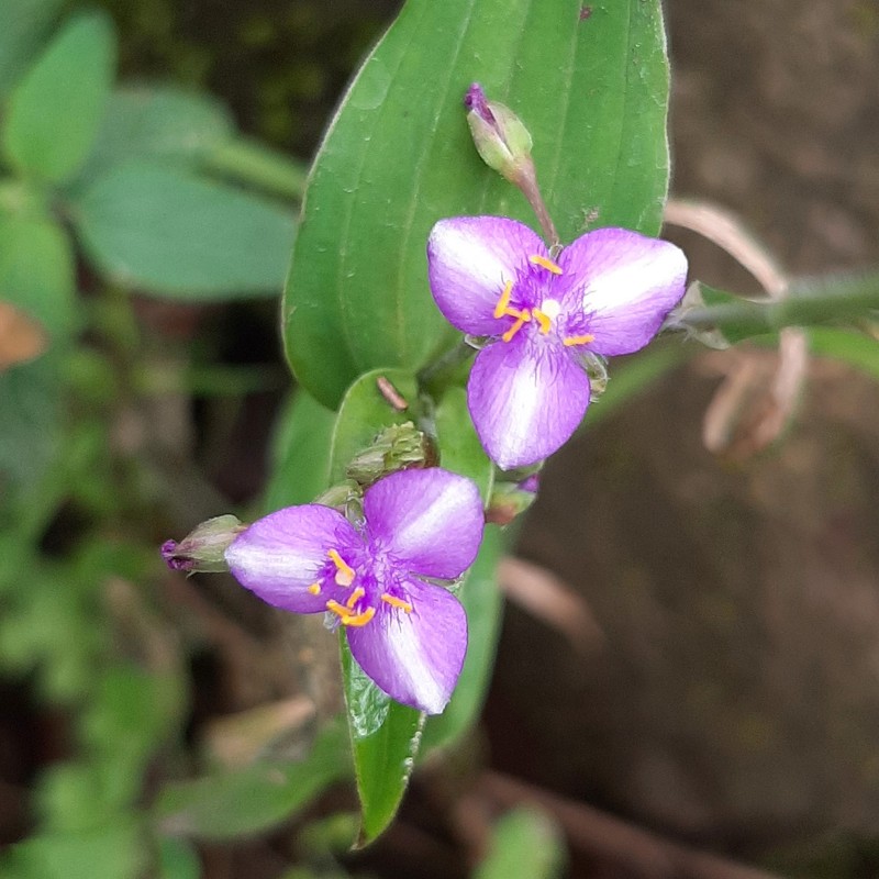 Tradescantia crassifolia var. crassifolia photo 2
