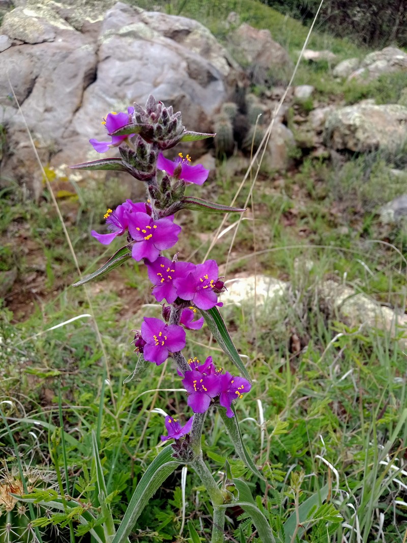 Tradescantia crassifolia var. crassifolia photo 3