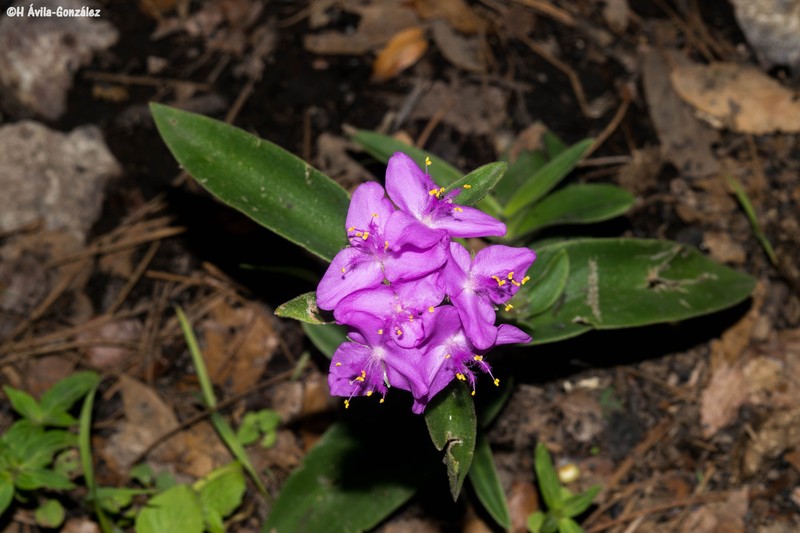 Tradescantia crassifolia var. crassifolia photo 4