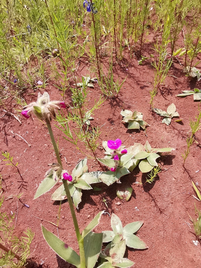 Tradescantia crassifolia var. crassifolia photo 5