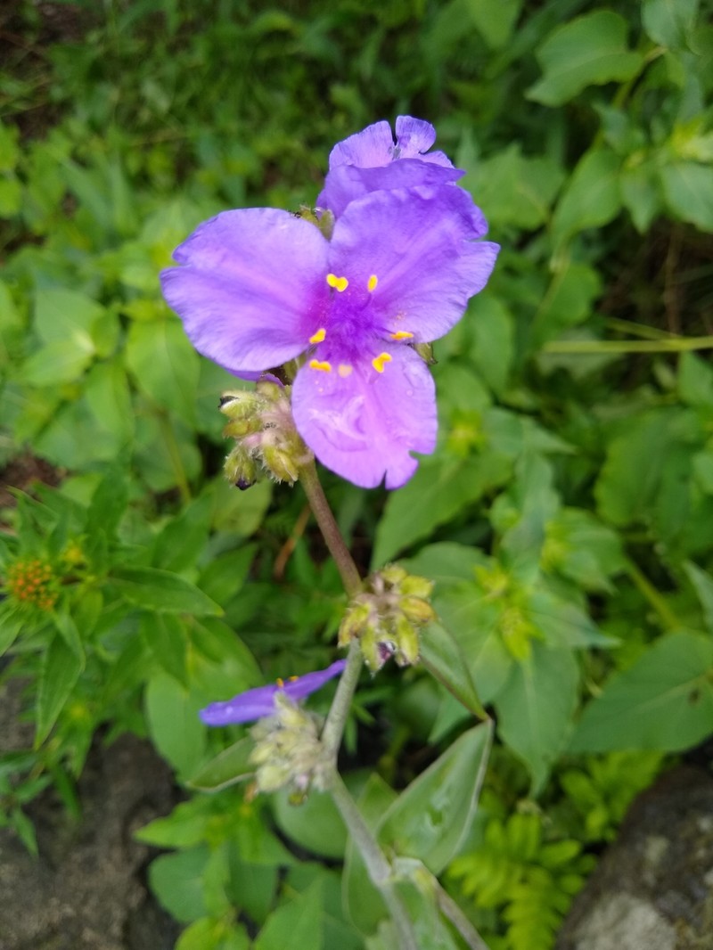 Tradescantia crassifolia var. crassifolia photo 6