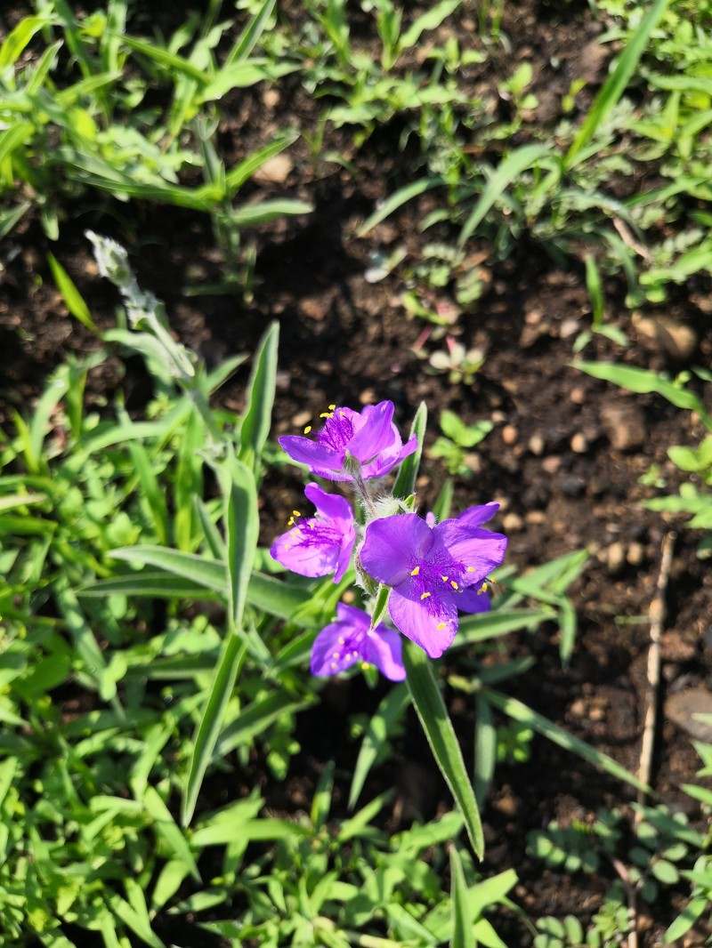 Tradescantia crassifolia var. crassifolia photo 7